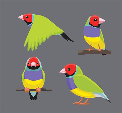 Gouldian Finch Illustrations Royalty Free Vector Graphics And Clip Art Istock