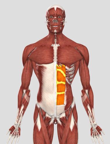 Muscles Of The Abdominal Wall Flashcards Quizlet