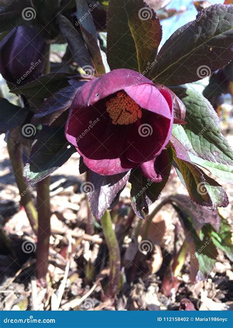 Planta Del Hellebore Que Florece En Central Park En Manhattan En Nueva