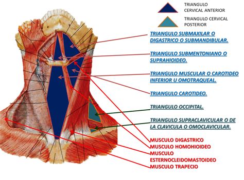 Triangulos Del Cuello Triangulos Del Cuello