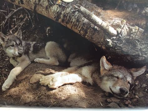 Silly Dogs: Two Wolves Resting Under a Tree