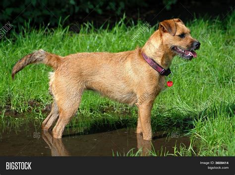 Border Patterdale Terrier Cross Image And Photo Bigstock