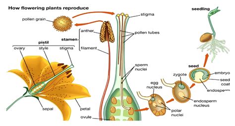 Plant Reproduction Diagram