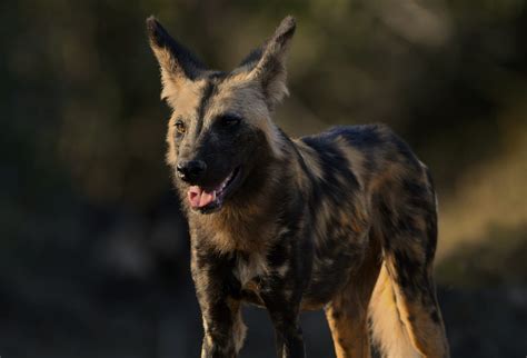 Painted Dog Facts | David Shepherd Wildlife Foundation