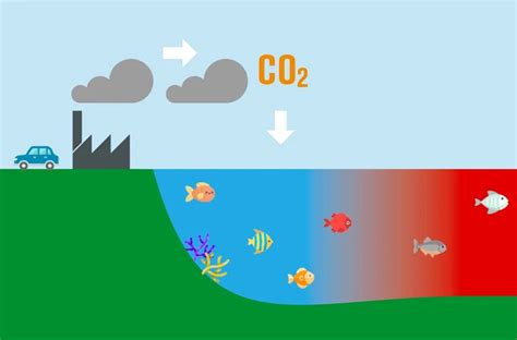 Write And Facts About The Ocean Acidification