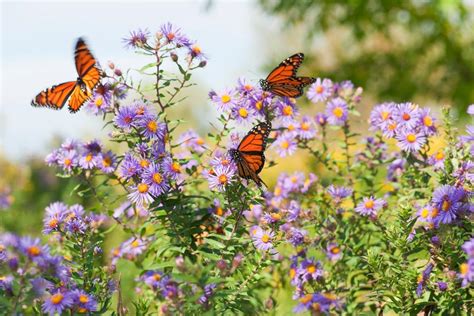 Flowers That Attract Butterflies | Butterfly Garden Flowers | HGTV