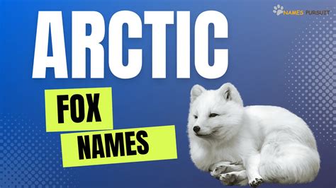 Arctic Fox Names [370+ Ideas for the Beautiful White Foxes]