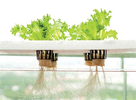 Hydroponics The Art Of Growing Plants Without Soil Revista Landuum