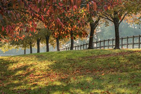 Autumn Trees | Lorraine Finney Photography