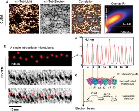 Correlative Light And Electron Microscopy Clem And Energyfiltered