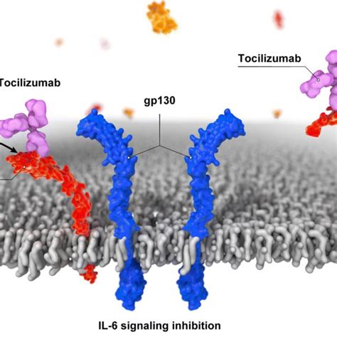 Il 6 And Il Receptor Structures Tocilizumab Tcz Binding To The Il 6