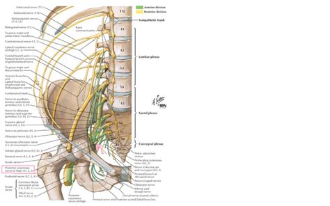 Nerfs du pelvis UE8 Spé Petit Bassin Tutorat Associatif Toulousain