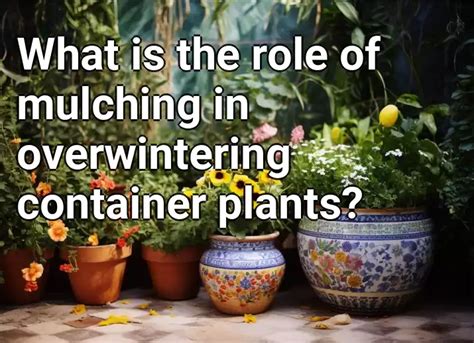 What Is The Role Of Mulching In Overwintering Container Plants Gardening Gov Capital