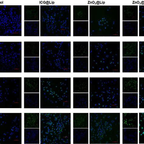 Intercellular Ros Generation The Intracellular Ros Generation Of