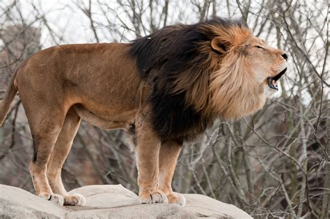 lion roaring wide flickr photo sharing