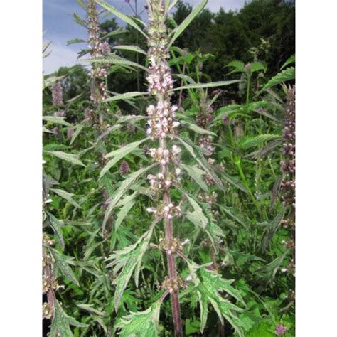 Para Que Serve Macaé - 🌿 Erva de Macaé: Benefícios, Usos e Propriedades da Planta que ...