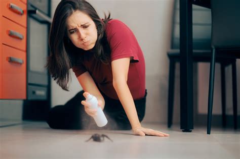 Comment Liminer Les Fourmis De Votre Maison D Finitivement