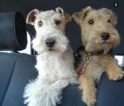 Collection 97 Wallpaper Pictures Of Wire Haired Terriers Superb