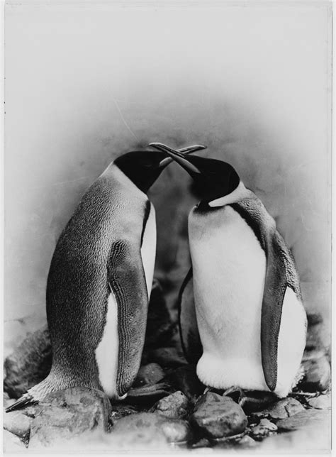 40 Amazing Photographs From the First Australasian Antarctic Expedition Between 1911-14 ...