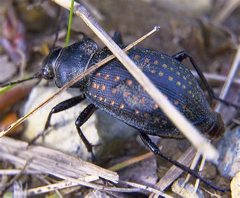 Large Spotted Ground Beetle Calosoma Calidum Bugguidenet