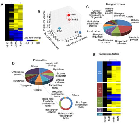 Global Analyses Of Transcriptome Changes During NSC Differentiation Of