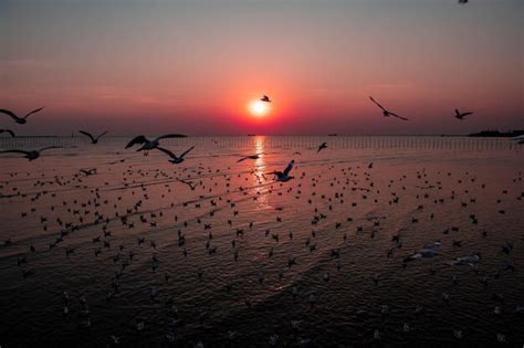 Premium Photo Seagull Birds Flying In Sunset Over The Sea