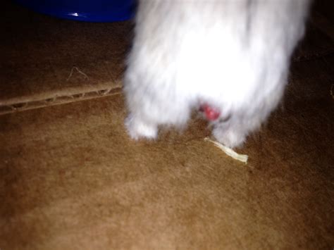 My hamsters tail looks like it has been bitten.