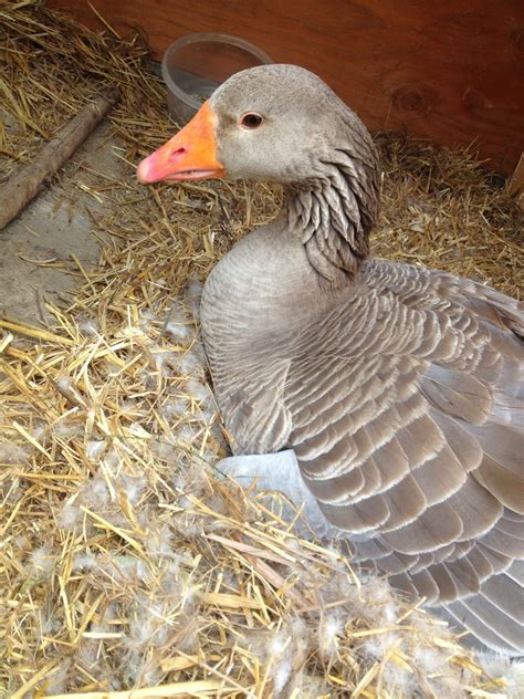 Susitna Farm & Fiber: A successful first hatch...