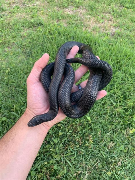 Beautiful mangrove snake at Snake Discovery yesterday. : r/snakes