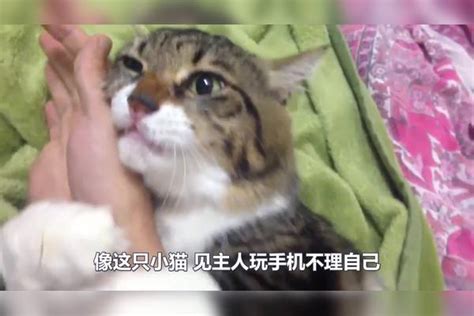 主人下班回家一开门，猫咪立马冲到主人面前要抱抱，场面令人感动主人猫咪场面