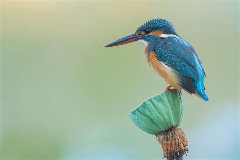 Common Kingfisher – Singapore Birds Project