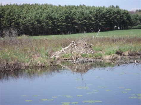 Beaver dam | Beaver dam, Dam, Natural landmarks