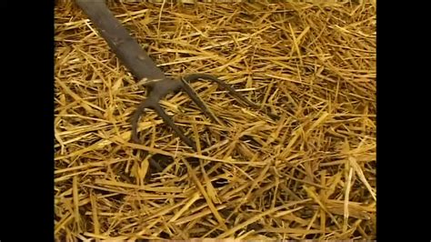 Culi Grossi E Succosi Full HD Movie Uncut Hardcore Porn XHamster