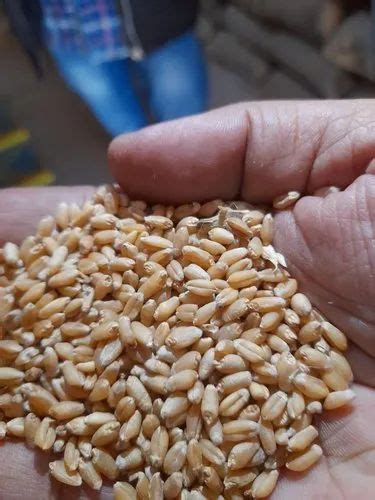 Golden 25 Kg Pure Wheat At Rs 36 Tonne In Hyderabad ID 25067428130