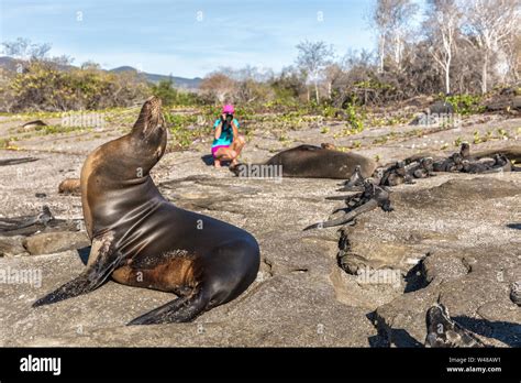 Galapagos Sea Lion And Marine Iguanas And Wildlife Nature Photographer