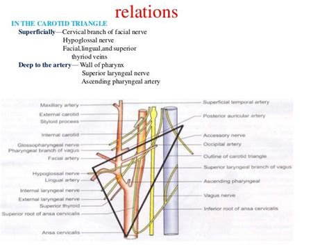 External carotid artery, branches and ligation