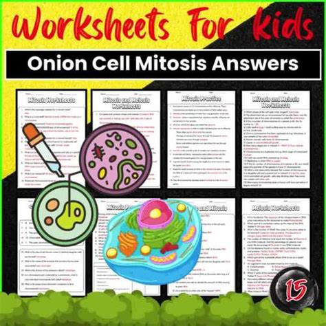 Stages Of Mitosis Mr Ferrels Science Class Worksheets Library