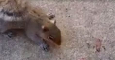 Why You Should Be Careful When Trying To Feed A Squirrel (VIDEO ...