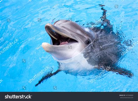 183,577 Dolphin Images, Stock Photos & Vectors | Shutterstock