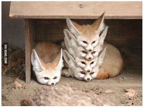 Just cute fennec foxes being cute! - 9GAG