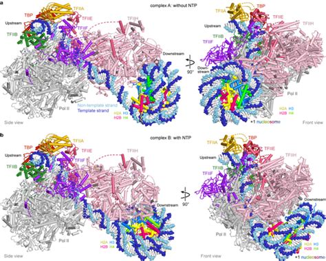 Nat Struct Mol Biol︱王海波等揭示1核小体调控转录起始的分子机制 知乎