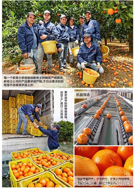 新奇士臍橙： 橙中王者 甜度高 無核化渣 橙味香濃 陽光的味道 每日頭條