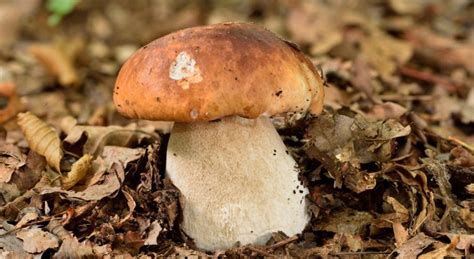 Champignons Comestibles Vari T S Faciles Identifier