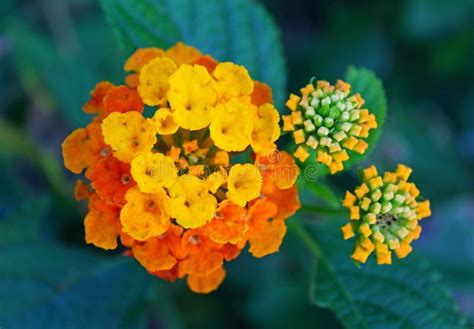 Yellow And Orange Lantana Stock Image Image Of Florets 124079109