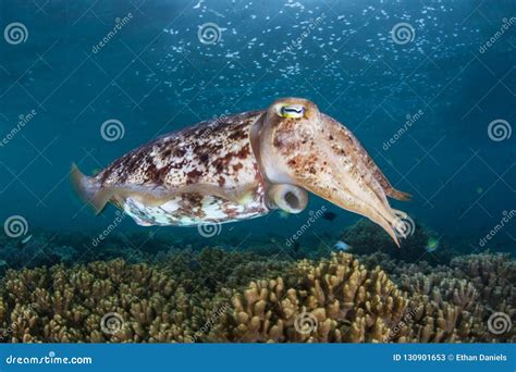 Broadclub Cuttlefish Hovering Over Reef In Indonesia Stock Image