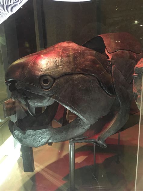 136 best Dunkleosteus images on Pholder | Naturewasmetal, Paleontology ...