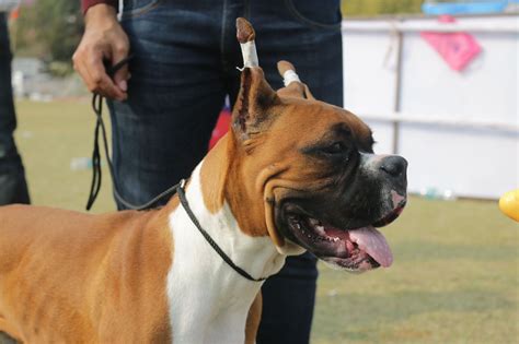 Cachorro Com A Lingua Pra Fora - 9