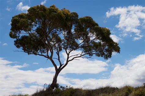 Free Images Landscape Tree Nature Grass Branch Cloud Sky Leaf