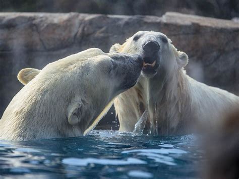 Calgary Zoo's cold climate denizens weather the heat | Calgary Herald