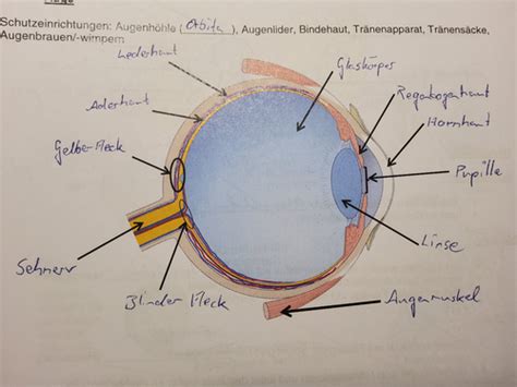 Nervensystem Auge Karteikarten Quizlet